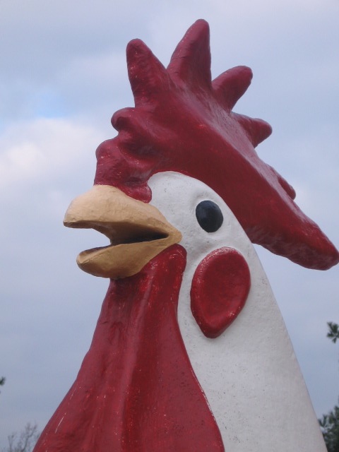 Chicken picture.jpg